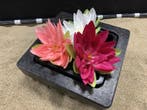 Osaka vijverplanten drijfring + plastic mand 19x19cm, Ophalen of Verzenden, Nieuw