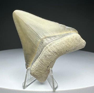 Megalodon - Fossiele tand - 6 cm - 5 cm