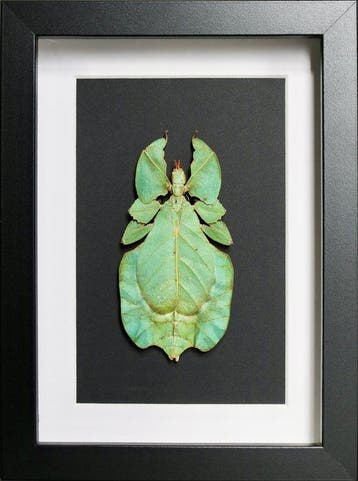Bladfasmide Taxidermie volledige montage - Phyllium, Antiek en Kunst, Curiosa en Brocante