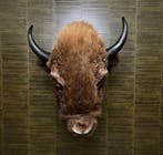 Amerikaanse Bizon Taxidermie Opgezette Dieren By Max, Verzamelen, Dierenverzamelingen, Ophalen of Verzenden, Nieuw, Wild dier