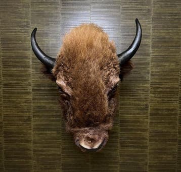 Amerikaanse Bizon Taxidermie Opgezette Dieren By Max, Verzamelen, Dierenverzamelingen, Ophalen of Verzenden, Nieuw, Wild dier