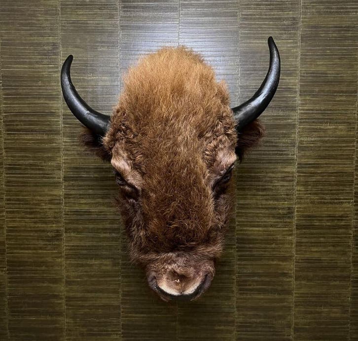Amerikaanse Bizon Taxidermie Opgezette Dieren By Max, Verzamelen, Dierenverzamelingen, Opgezet dier, Nieuw, Wild dier, Ophalen of Verzenden