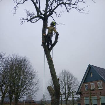 Boom verwijderen, kappen, snoeien en inspecties, Tuinonderhoud of Snoeiwerk