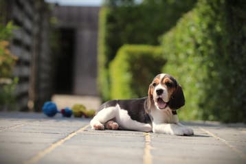 Beagle pups, van Belgisch fokker, Parvo, België, Beagle, 8 tot 15 weken