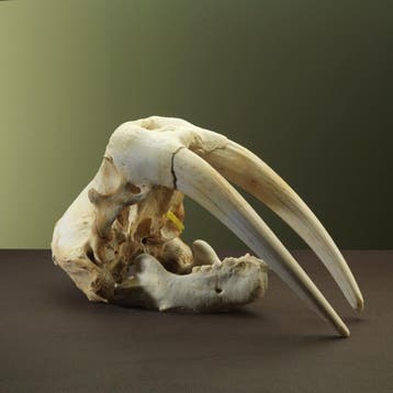 Walrus Schedel Taxidermie Opgezette Dieren By Max, Verzamelen, Dierenverzamelingen, Ophalen of Verzenden, Nieuw, Wild dier, Opgezet dier