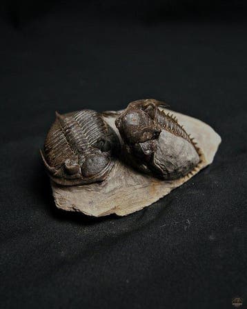 Trilobiet - Gefossiliseerd dier - Zlichovaspis rugosa +