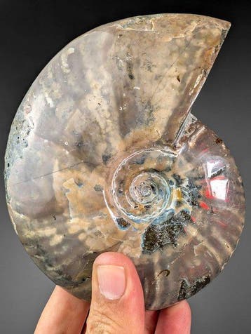 Rode Vuur Cleoniceras ammoniet - Gefossiliseerde schelp -, Verzamelen