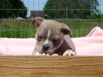 Old English Bulldog-pups, binnenkort beschikbaar!, Parvo, Nederland, 8 tot 15 weken, Bulldog
