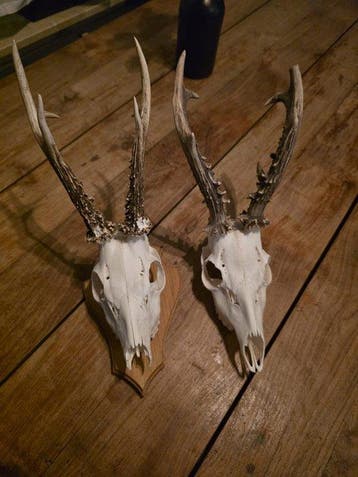 Vliegend hert Schedel - Capreolus capreolus - 23 cm - 12 cm