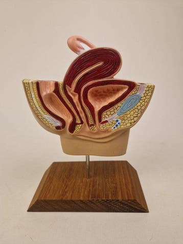 Anatomisch model - kunststof - 1980-1990 - Vrouwlijke bekken