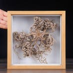 Zeldzame zeester Basket Star in vitrine - Hoogte: 200 mm -, Verzamelen, Nieuw