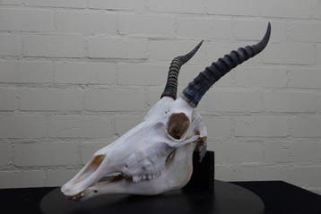 Blesbok Schedel - Damaliscus pygargus phillipsi - 0 cm - 0, Nieuw