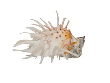 Exclusieve Spondylus americanus – zeldzaamheid uit