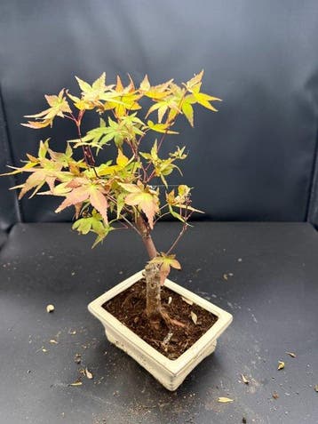 Japanese maple bonsai (Acer palmatum) - Hoogte (boom): 25 cm