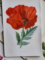 Hibberd, Shirley, 1825-1890; Hulme, F. Edward (Frederick