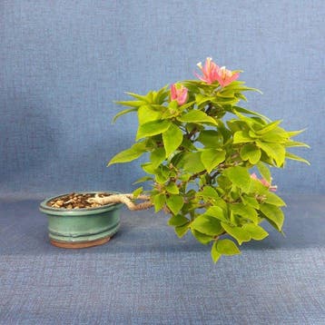 Bougainvillea bonsai (Bougainvillea glabra) - Hoogte (boom):