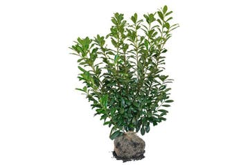 Laurier Novita, Snelgroeiende Laurier, Grootbladige Laurier, Tuin en Terras, Planten | Struiken en Hagen, Ophalen of Verzenden
