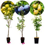 fruitbomen Appel Pruim Peer + Pot 23cm 3 stuks, Tuin en Terras, Planten | Fruitbomen, Verzenden, Volle zon