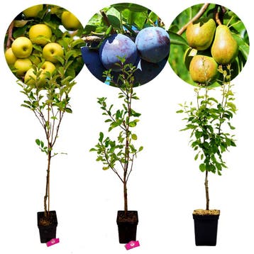fruitbomen Appel Pruim Peer + Pot 23cm 3 stuks, Verzenden, Volle zon