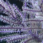 Pseudopterogorgia bipinnata (Purple willow gorgonian) M (Ong, Ophalen of Verzenden, Nieuw