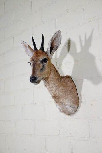 African Antelope Taxidermie wandmontage - Common Duiker -, Nieuw