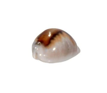 Zeldzaamheid: Neobernaya spadicea 40mm | Toptoestand, Antiek en Kunst
