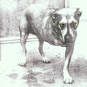 cd - alice in chains - ALICE IN CHAINS (nieuw), Verzenden, Zo goed als nieuw