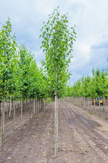 Alnus cordata hoogstam 20/25, Tuin en Terras