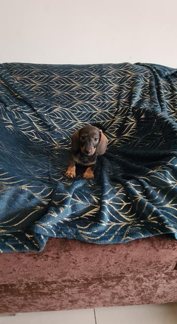 Nestje dwergteckel pups! (Nog twee reutjes), Parvo, 8 tot 15 weken, Meerdere, Nederland