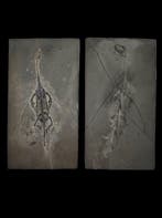 Gefossiliseerd dier - Keichousaurus hui - 33 cm - 15 cm