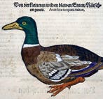 Conrad Gesner - First Issue - Mallard Duck, water bird -