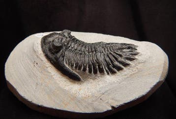 Fossiel - Fossiel skelet - Hollardops mescoristata - 6.5 cm