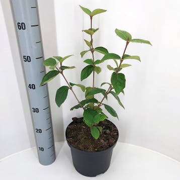 Viburnum carlesii Juddii | Sneeuwbal | € 12,00, Ophalen, Struik