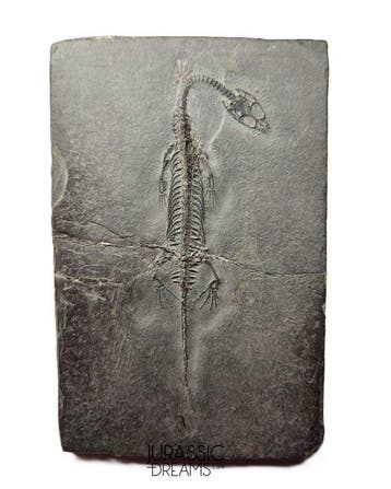 Top, goed bewaard Keichousaurus hui – marien reptiel uit het