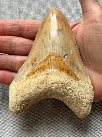 Megalodon-tand 12,0 cm - Fossiele tand - Carcharocles, Verzamelen