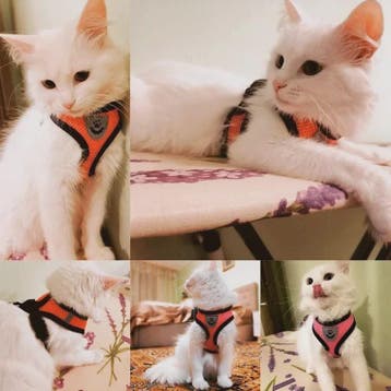 Verstelbaar Katten Tuigje met Lijn - Ademend Mesh Vest voor, Verzenden, Nieuw