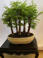 Kustmammoetboom bonsai (Sequoia) - Hoogte (boom): 33 cm -, Antiek en Kunst