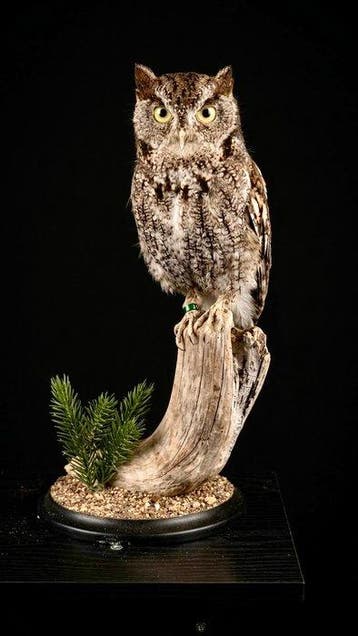 Berguil Taxidermie volledige montage - Megascops kennicottii, Nieuw