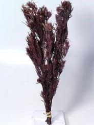 Salignum Rood met Cone, Huis en Inrichting, Woonaccessoires | Kunstplanten en Kunstbloemen, Nieuw, Ophalen of Verzenden