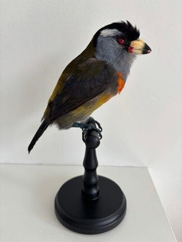 Toucan Barbet Taxidermie volledige montage - Semnornis, Verzamelen, Dierenverzamelingen, Nieuw