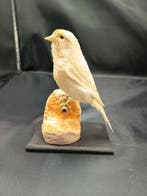 hybride met albino putter Taxidermie replica montage -, Nieuw