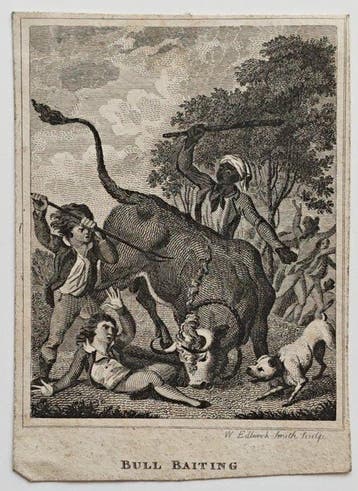 W. Edlundmith (attivo XVIII) - Bull baiting