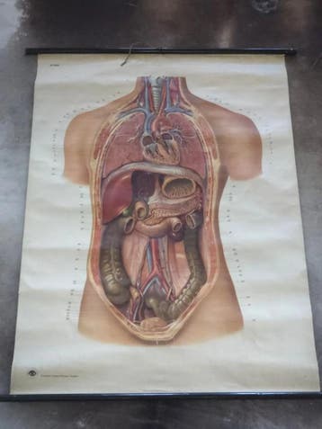 Originele Anatomische Schoolplaat Torso (1957) | DDR Dresden, Ophalen of Verzenden