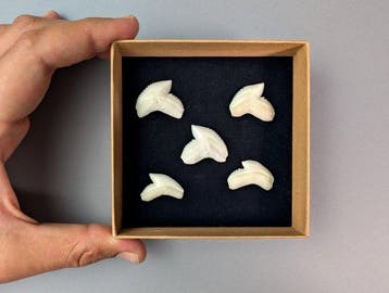 Set van 5 tijgerhaaitanden Bot - Galeocerdo cuvier - 3 cm -, Nieuw