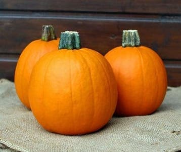 Annabelle F1 PMT kleine halloweenpompoen basiseenheid, Ophalen of Verzenden, Nieuw