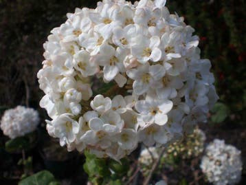 Viburnum burkwoodii davidii tinus opulus roseum sneeuwbal, Ophalen of Verzenden