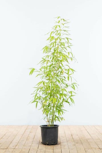 Bamboe / Phyllostachys Aurea 100-125 cm - Pot