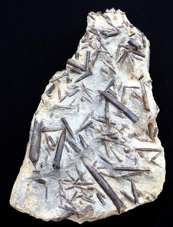 Belemniet - Gefossiliseerde schelp - Passaloteuthis -