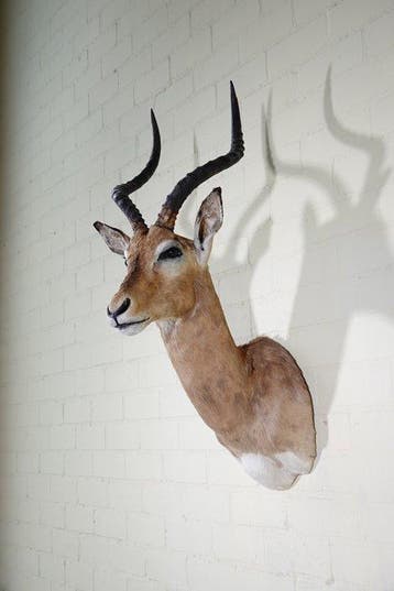 Impala Taxidermie wandmontage - Aepyceros melampus - 35 cm -, Verzamelen, Dierenverzamelingen, Nieuw