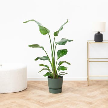 Green Bubble - Strelitzia Nicolai - 100cm - Ø19 cm, Huis en Inrichting, Kamerplanten, Ophalen of Verzenden